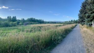 Tall grass along a rural road on a sunny day under a vivid blue sky